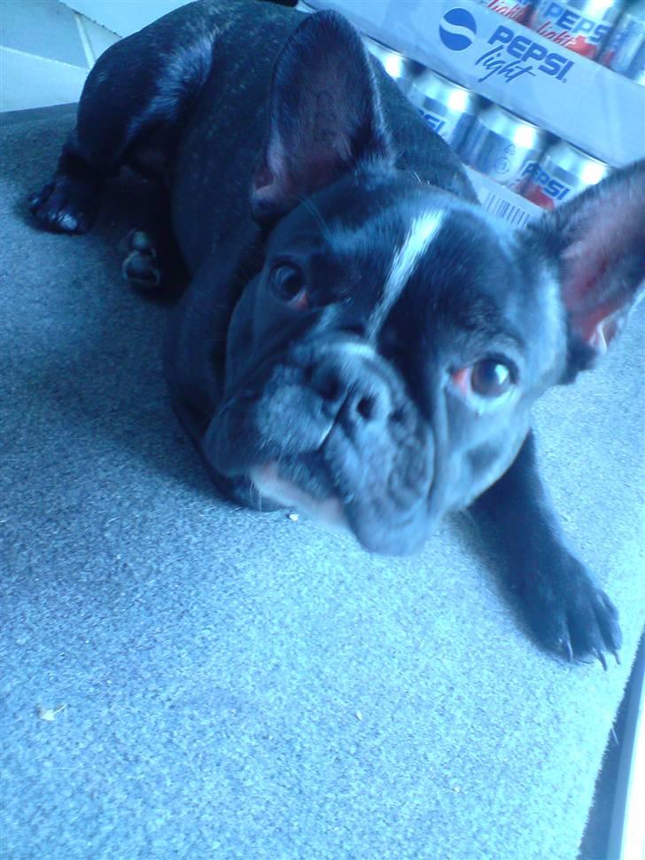 Fransk bulldog Cæsar - Hold nu op med de billeder moar...slapper jo lige af.... billede 13