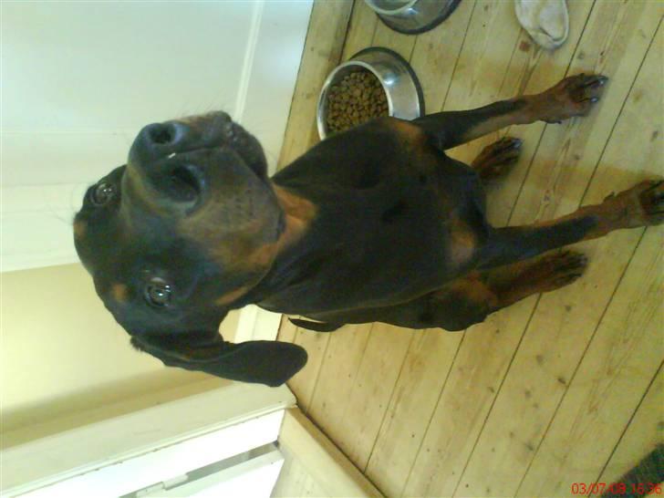 Dobermann Puma, hvil i fred  - Er det ikke en fin snude jeg har? billede 16