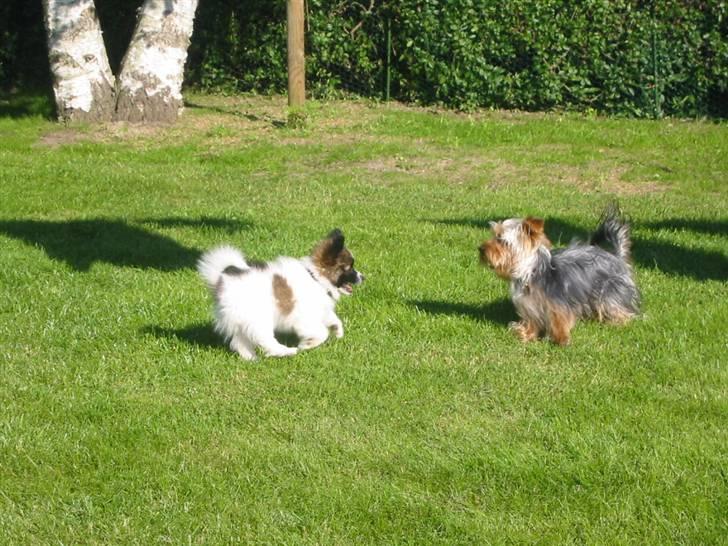 Papillon Hamann´s Zorro - Zorro og Armani leger i haven :) billede 7