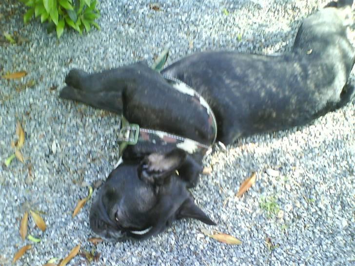 Fransk bulldog Cæsar - Uhmmmm ruller lige rundt i stenene......min nye sele er alt for ren.... billede 14