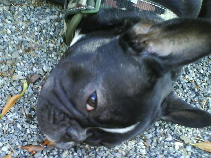 Fransk bulldog Cæsar - Tager du nu billeder af mig igen.....du må jo synes at jeg er sød, moar billede 15