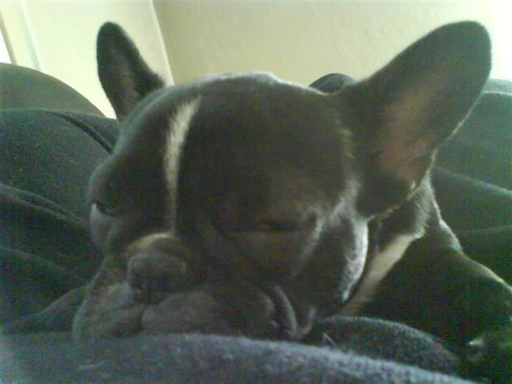 Fransk bulldog Cæsar - En træt putte-mus.... billede 16