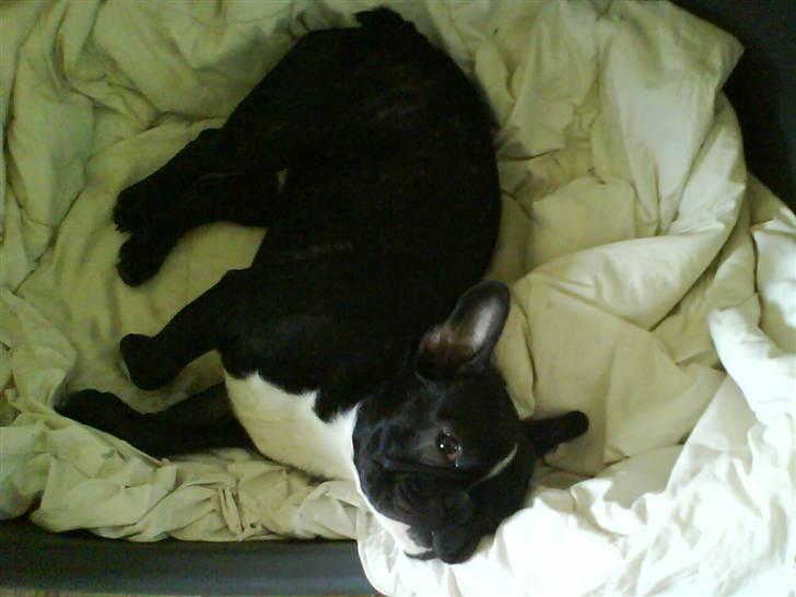 Fransk bulldog Cæsar - Har lige stjålet Whiskeys kurv...hehe billede 17