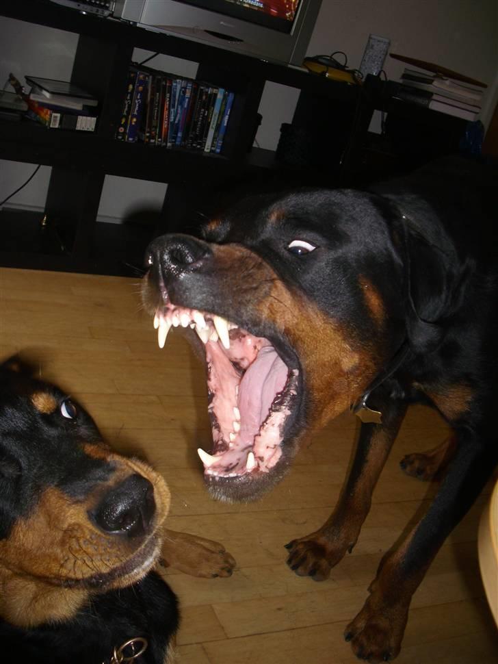 Blanding af racer Kenzo  - Haps Luna! Vil lige undertegne at vi har ikke pudset Kenzo på Luna;) billede 19