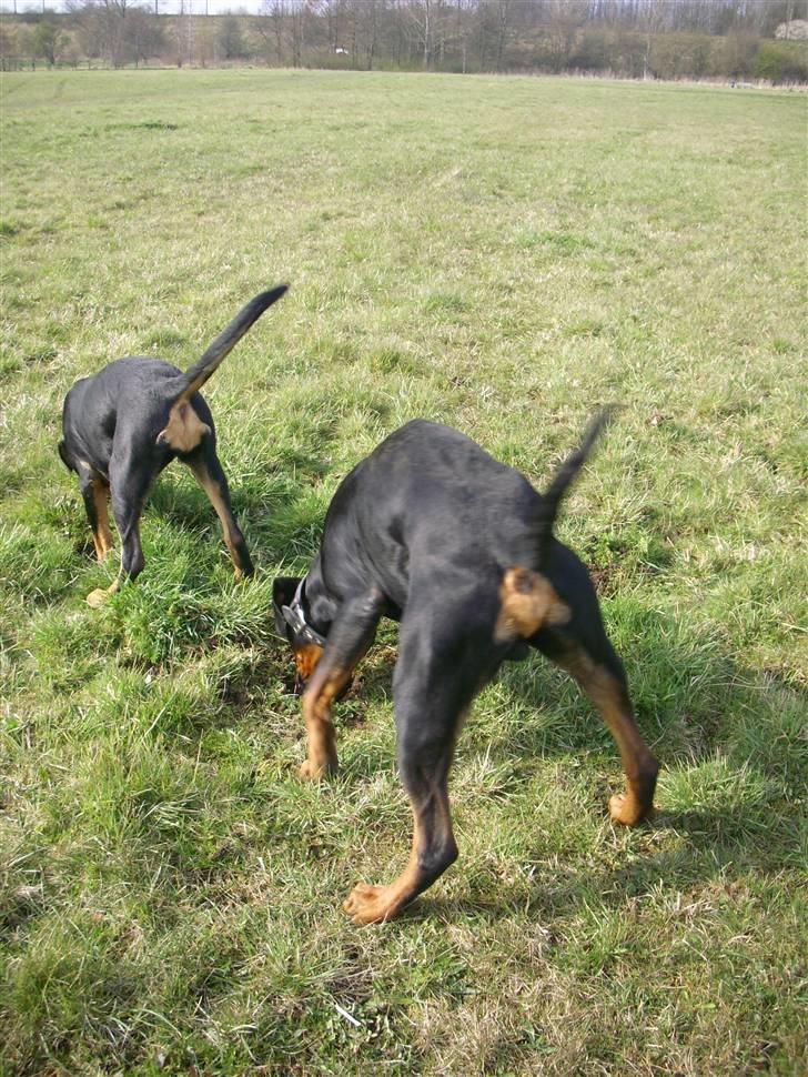 Blanding af racer Luna - Solgt.. - Synkrongravning billede 11