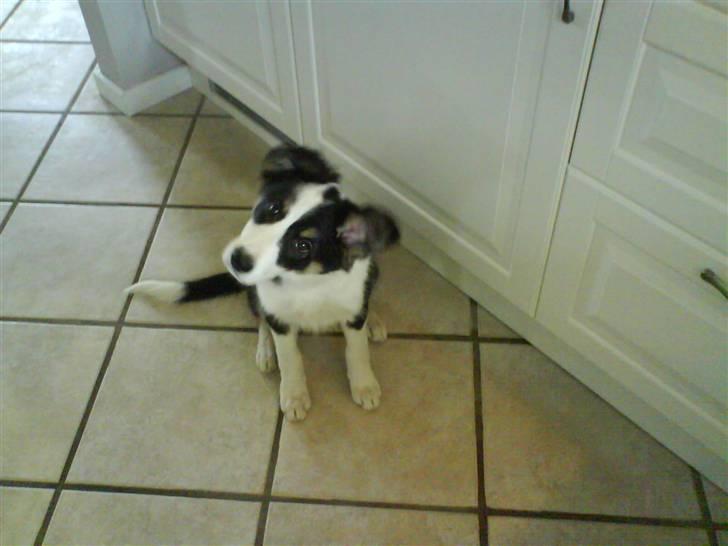 Border collie Holly billede 3