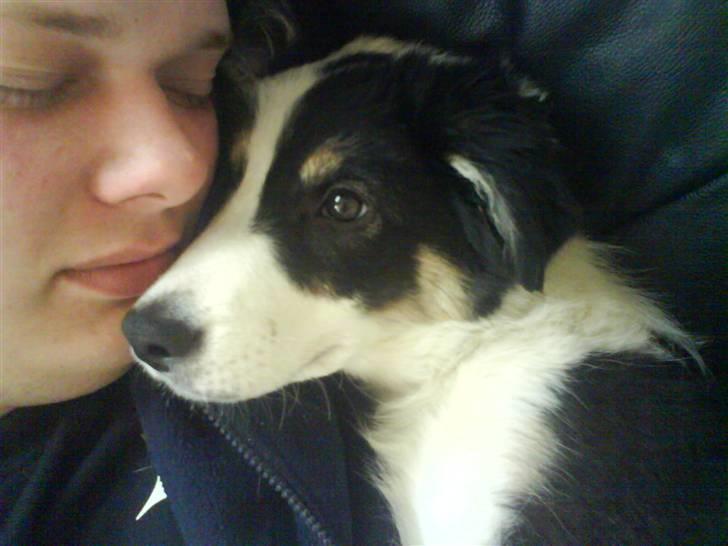 Border collie Holly - holly sammen med sin elskede far. billede 4