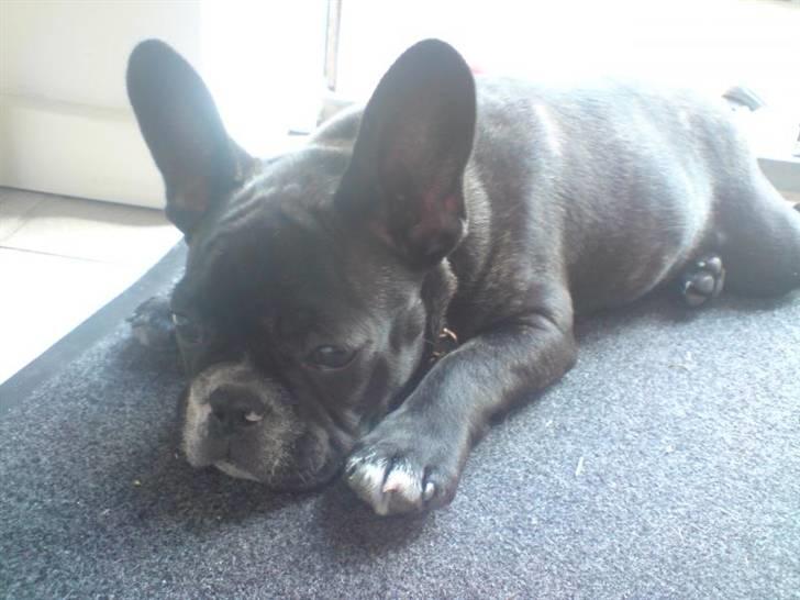 Fransk bulldog Diesel billede 7