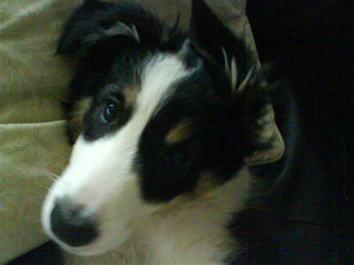 Border collie Holly billede 5