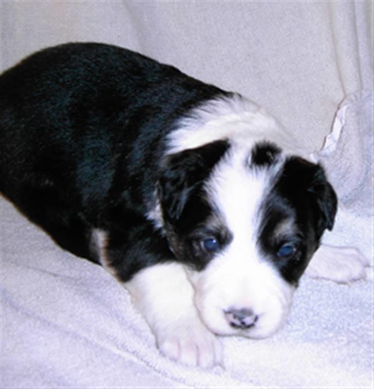 Border collie Holly - her er holly kun nogle uger gammel. billede 6