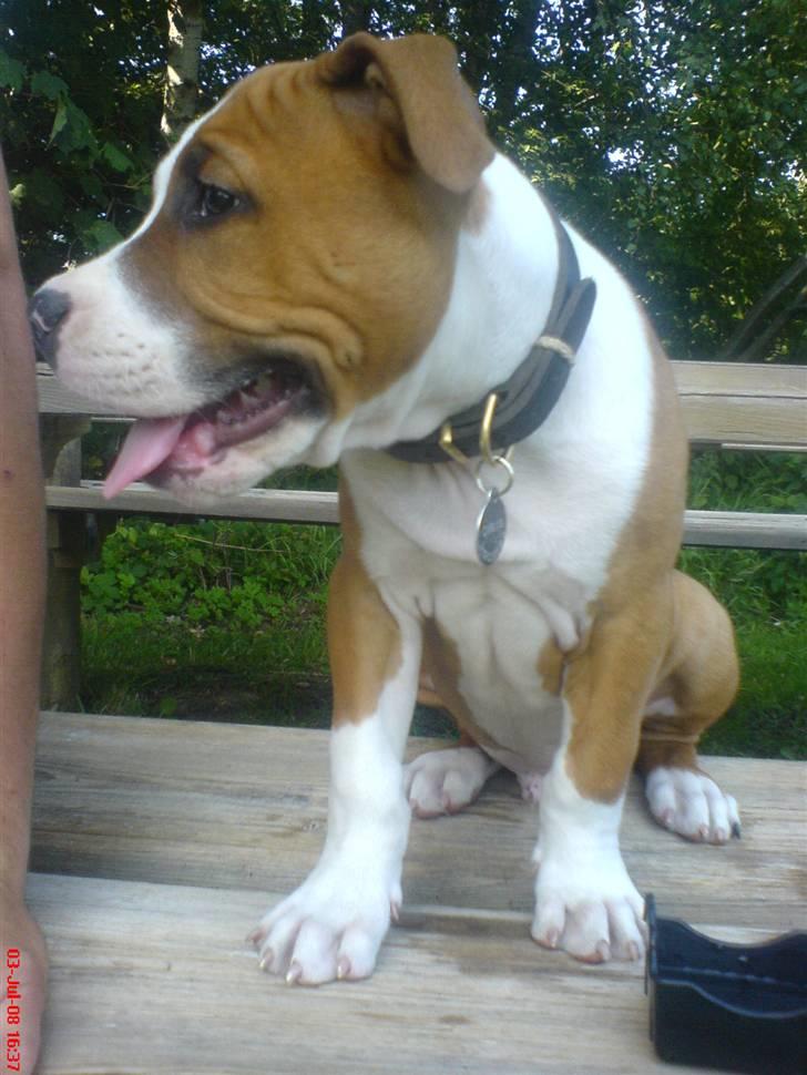 Amerikansk staffordshire terrier carlos billede 7