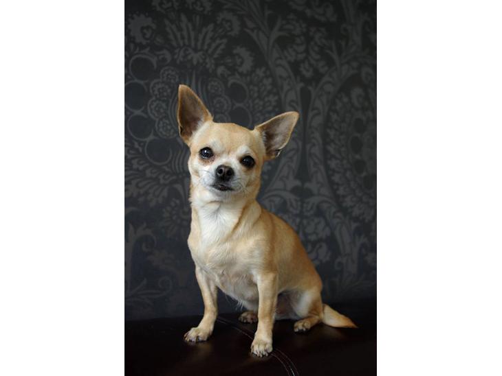 {{currentPhoto.altText}} billede {{currentPhoto.number}}