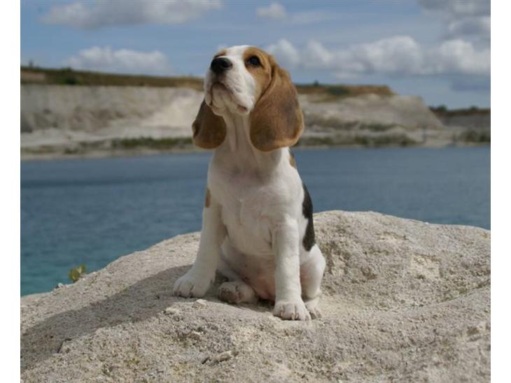 Beagle Svea billede 1