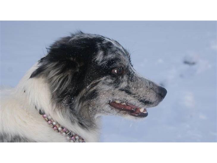 Border collie All Star Choice billede 1