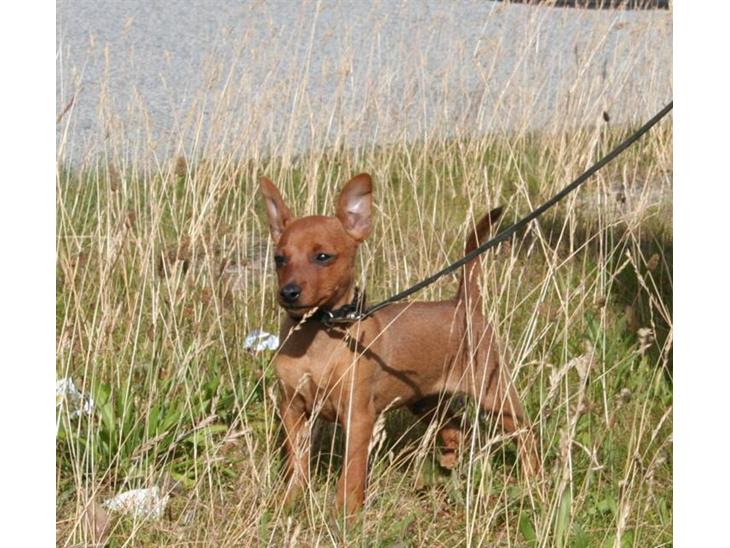 {{currentPhoto.altText}} billede {{currentPhoto.number}}