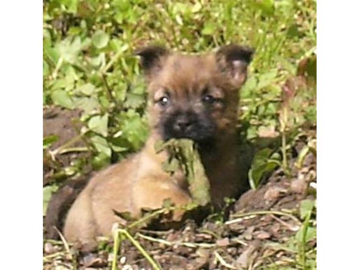 {{currentPhoto.altText}} billede {{currentPhoto.number}}