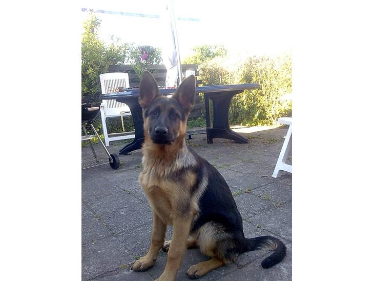 Schæferhund coco  - mit nyeste foto billede 1