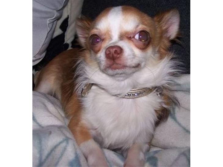 Chihuahua Zilver billede 1