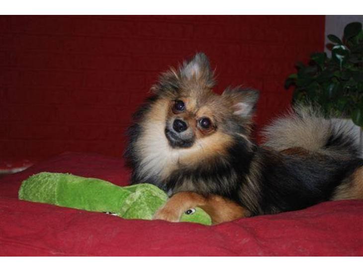 {{currentPhoto.altText}} billede {{currentPhoto.number}}