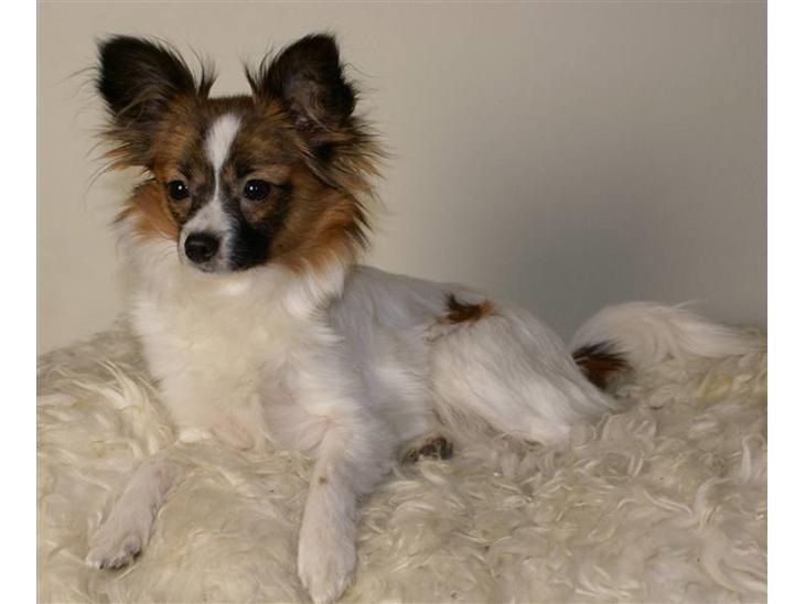 {{currentPhoto.altText}} billede {{currentPhoto.number}}