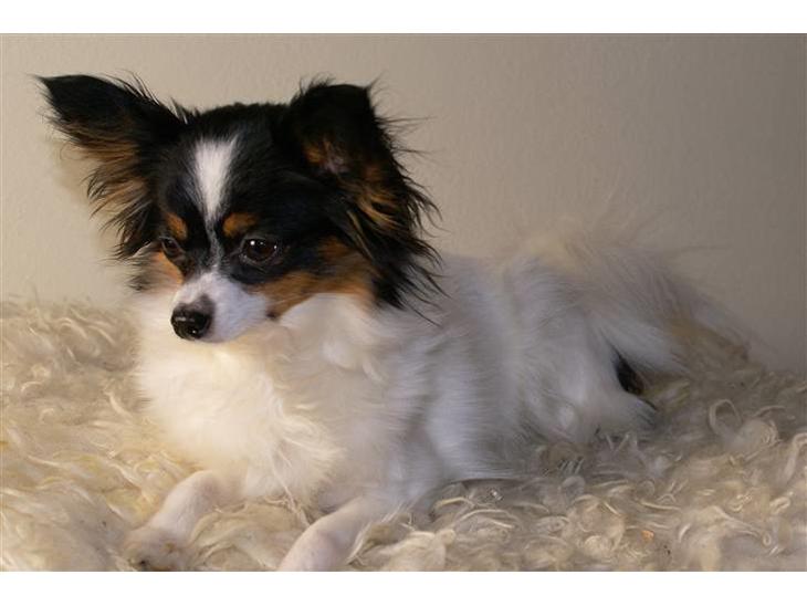 {{currentPhoto.altText}} billede {{currentPhoto.number}}