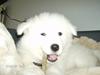 Samojedhund Freja RIP ;( [ Himmelhund]