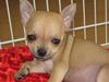 Chihuahua Louis