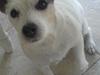 Jack russell terrier Mischa.