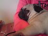 Mops Oda :)
