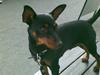 Dvaergpinscher Emmy