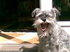 Dvaergschnauzer Kiki