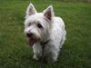 West highland white terrier Magnus