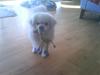 Tibetansk spaniel oscar
