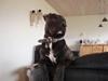 Amerikansk staffordshire terrier anton