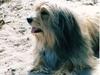 Blanding af racer Andy *R.I.P.* [ Himmelhund]