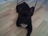 Fransk bulldog Toby 3-benet R.I.P [ Himmelhund]