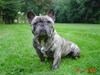 Fransk bulldog Ludvig (Miccalah Bastian)