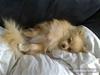 Pomeranian Gustav