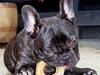 Fransk bulldog Louis