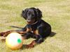 Gordon setter Wøkk´s Andi