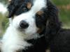 Berner sennenhund barney