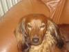Gravhund Basse