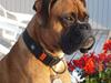 Boxer Tyson