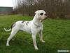 Amerikansk bulldog Haack's Elvis