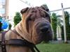 Shar pei Kronos R.I.P.