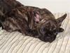 Fransk bulldog Bina R.I.P. uge 30 2008