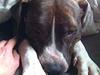 Amerikansk staffordshire terrier Chucky