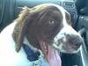 Blanding af racer Scoopy-doo [Tidl. hund]