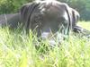 Blanding af racer Rottweiler/Amstaff