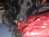 Blanding af racer bamse